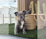 Puppy DONA1 French Bulldog