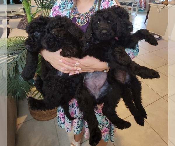 Medium Photo #4 Labradoodle Puppy For Sale in WINTER GARDEN, FL, USA