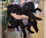 Small #3 Labradoodle