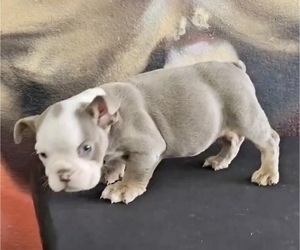 English Bulldog Puppy for Sale in TULSA, Oklahoma USA