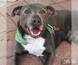 Hufflepuff - Male Labrador Retriever-Unknown Mix Dog for Adoption - Photo #5