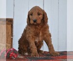 Small Photo #9 Irish Doodle Puppy For Sale in GREENCASTLE, PA, USA