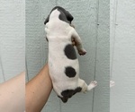 Small Photo #57 Great Dane Puppy For Sale in HALLETTSVILLE, TX, USA