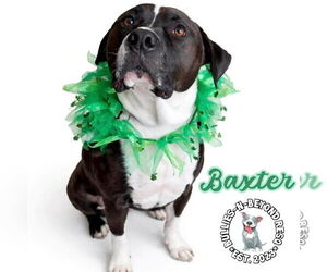 Baxter - Male American Staffordshire Terrier-Bulldog Mix Dog for Adoption - Photo #6