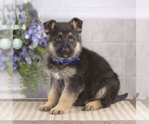 German Shepherd Dog Puppy for Sale in HONEY BROOK, Pennsylvania USA