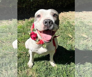 Cranberry - Female American Pit Bull Terrier-American Staffordshire Terrier Mix Dog for Adoption - Photo #3