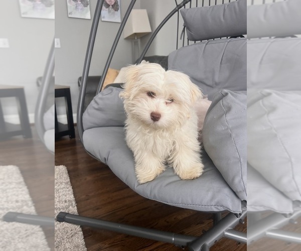 Medium Photo #6 Havanese Puppy For Sale in DURHAM, CT, USA