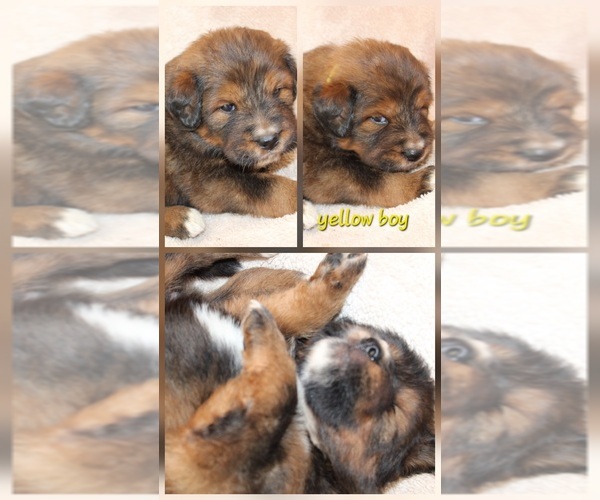 Medium Photo #14 Tibetan Mastiff Puppy For Sale in MONUMENT, CO, USA