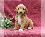 Small #2 Goldendoodle (Miniature)