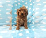 Small #1 Goldendoodle