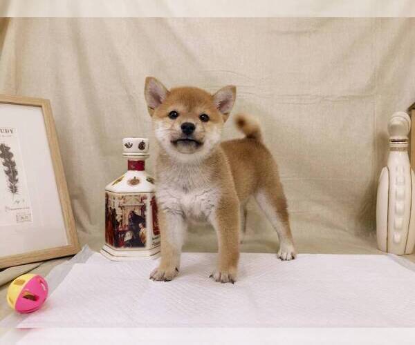 Medium Photo #4 Shiba Inu Puppy For Sale in SAN FRANCISCO, CA, USA
