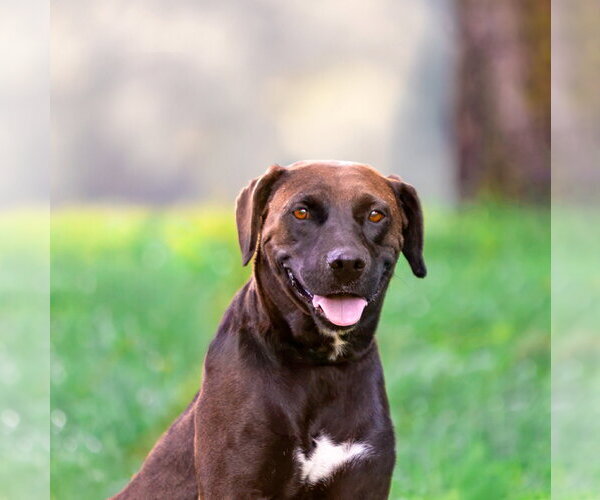 Medium Photo #2 Coonhound-Labrador Retriever Mix Puppy For Sale in Unionville, PA, USA