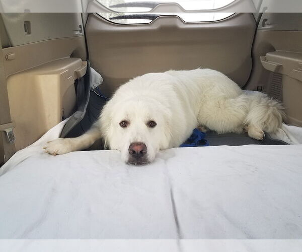 Medium Photo #18 Great Pyrenees Puppy For Sale in Houston, TX, USA