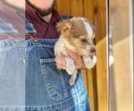 Small Photo #4 Australian Shepherd Puppy For Sale in SPENCER, TN, USA