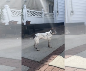 Australian Cattle Dog-Rat Terrier Mix Puppy for sale in ASTORIA, NY, USA
