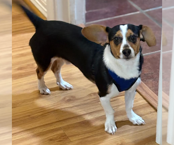 Medium Photo #1 Dachshund-Unknown Mix Puppy For Sale in Cranston, RI, USA