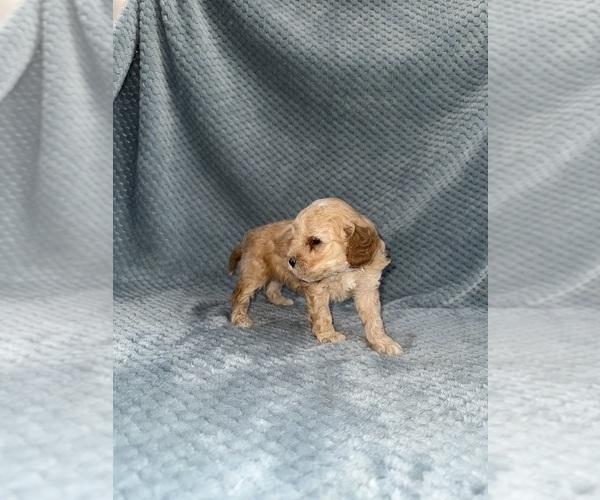 Medium Photo #35 Cavapoo mix (+ Poodle Miniature) Puppy For Sale in MUNFORDVILLE, KY, USA