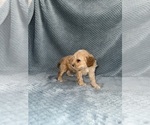 Small #5 Cavapoo mix (+ Poodle Miniature)
