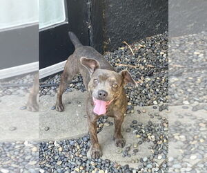 Scottie - Male Bulldog-Chihuahua Mix Dog for Adoption - Photo #4