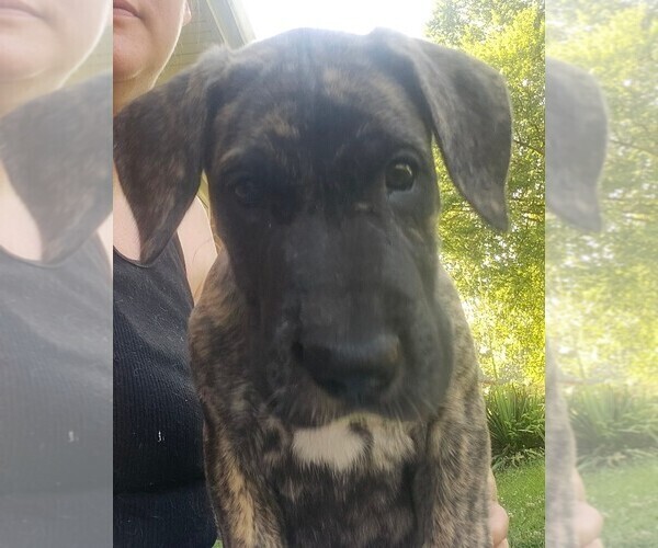 Medium Photo #3 Irish Dane Puppy For Sale in MORRISTOWN, TN, USA