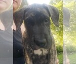 Small #2 Irish Dane