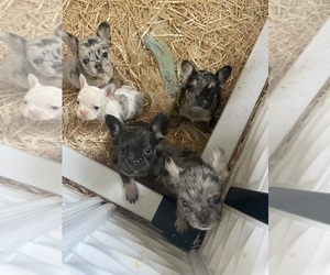 French Bulldog Litter for sale in PHOENIX, AZ, USA