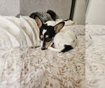 Small #2 Jack Russell Terrier-Toy Fox Terrier Mix
