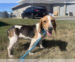 Small Photo #3 Beagle Puppy For Sale in Evansville, IN, USA