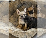 Small Photo #13 French Bulldog Puppy For Sale in SIOUX FALLS, SD, USA