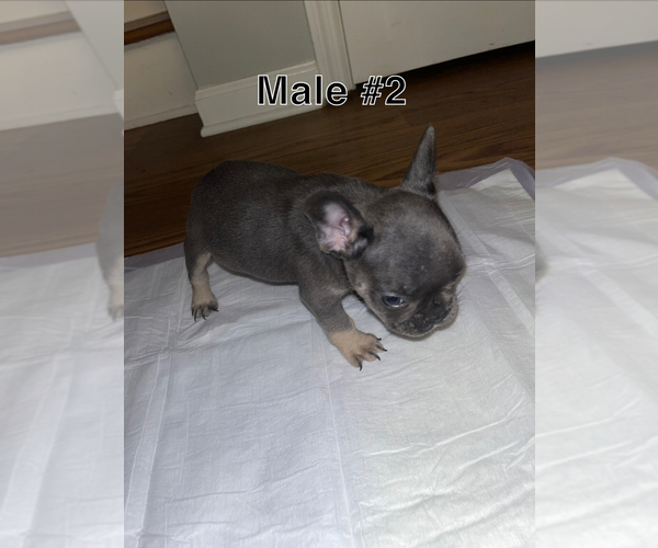 Medium Photo #12 French Bulldog Puppy For Sale in FAYETTEVILLE, NC, USA