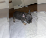 Small Photo #12 French Bulldog Puppy For Sale in FAYETTEVILLE, NC, USA