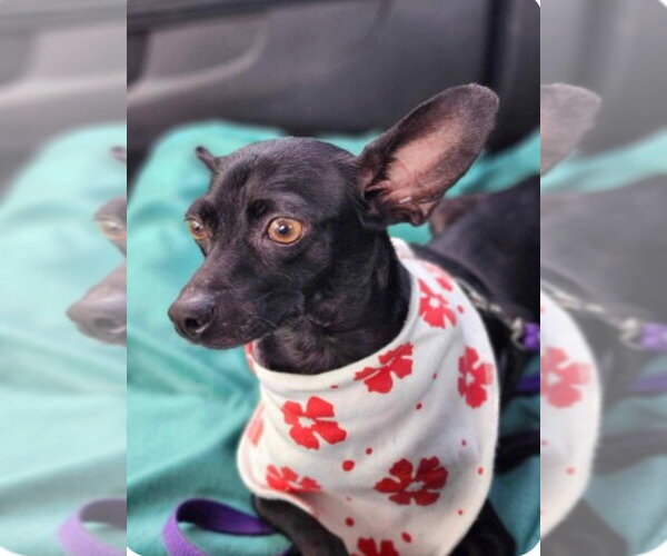 Medium Photo #2 Chihuahua-Unknown Mix Puppy For Sale in Morganville, NJ, USA