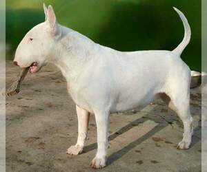 Mother of the Bull Terrier puppies born on 10/16/2022