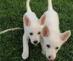 Small Photo #2 German Shepherd Dog Puppy For Sale in TONOPAH, NV, USA