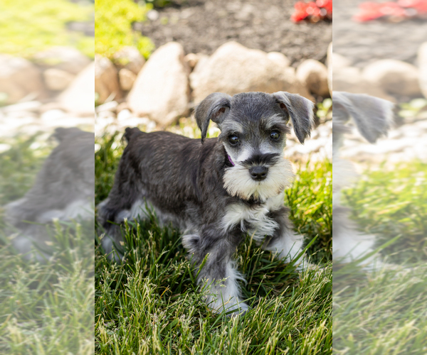 Medium Photo #18 Schnauzer (Miniature) Puppy For Sale in MILLERSBURG, IN, USA