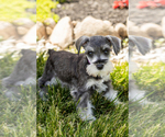 Small Photo #18 Schnauzer (Miniature) Puppy For Sale in MILLERSBURG, IN, USA