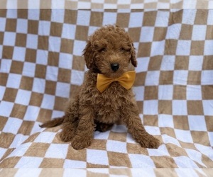 Poodle (Miniature) Puppy for sale in LAKELAND, FL, USA