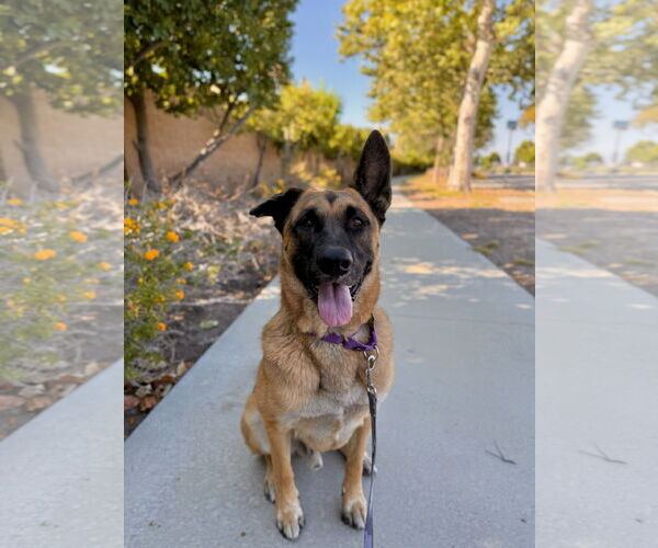 Medium Photo #1 German Shepherd Dog Puppy For Sale in Seal Beach, CA, USA
