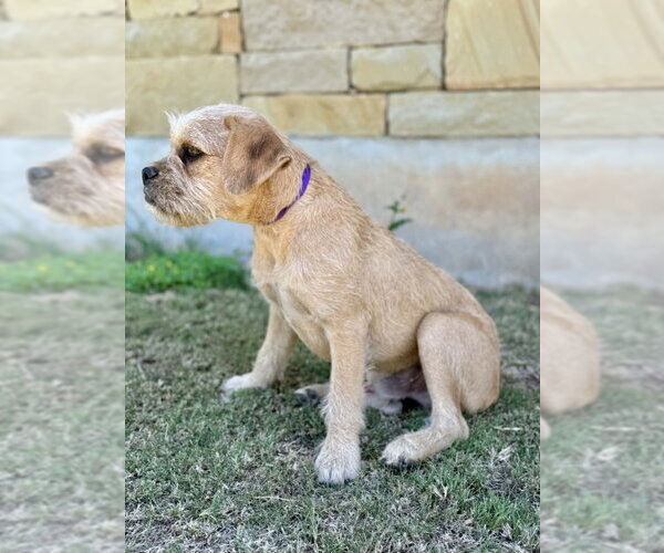 Medium Photo #5 Border Terrier-Unknown Mix Puppy For Sale in PIPE CREEK, TX, USA