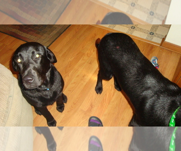 Medium Photo #4 Labrador Retriever Puppy For Sale in BARABOO, WI, USA