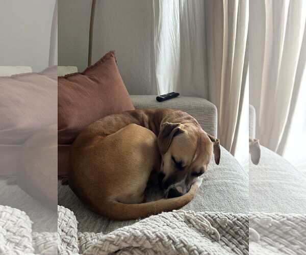 Medium Photo #4 Boxer-Unknown Mix Puppy For Sale in Miami, FL, USA