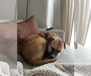 COURTESY POST: Honey - Female Boxer-Unknown Mix Dog for Adoption - Photo #4