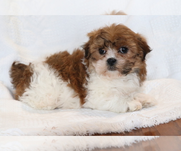 Medium Photo #1 Zuchon Puppy For Sale in SHILOH, OH, USA