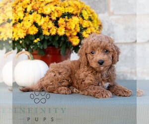 Poodle (Miniature) Puppy for sale in DORNSIFE, PA, USA