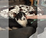 Small #1 Poodle (Standard)
