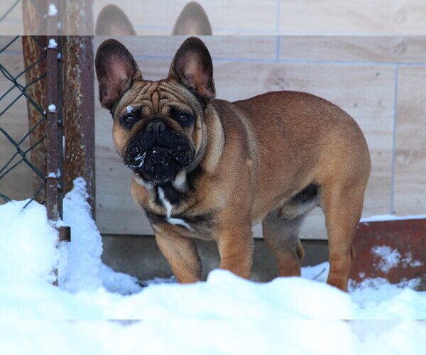 Medium Photo #12 French Bulldog Puppy For Sale in Hajos, Bacs-Kiskun, Hungary