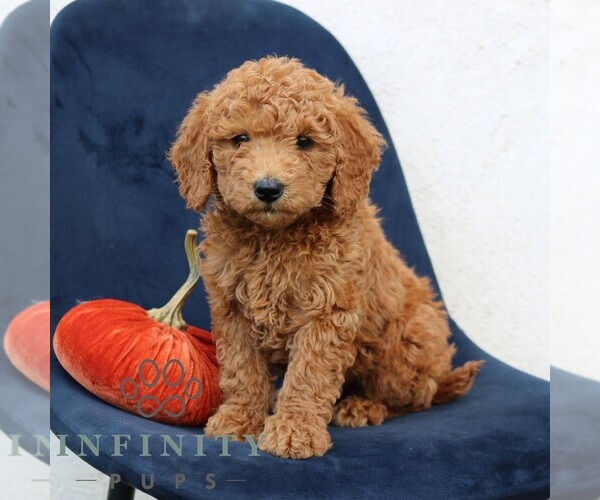 Medium Photo #2 Goldendoodle (Miniature) Puppy For Sale in NARVON, PA, USA