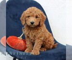 Landon - Male Goldendoodle (Miniature) Puppy for Sale - Photo #2