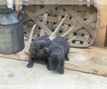 Small Photo #4 Labrador Retriever Puppy For Sale in FELTON, PA, USA