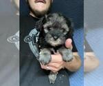 Small Photo #14 Schnauzer (Miniature) Puppy For Sale in SPENCER, TN, USA